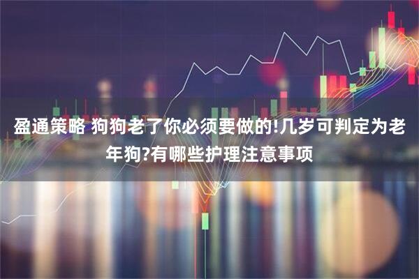 盈通策略 狗狗老了你必须要做的!几岁可判定为老年狗?有哪些护理注意事项